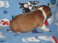 Neal, a male Boston Terrier for sale in Azle, TX – Photo 2 of 2