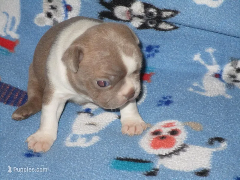 Ned – Boston Terrier puppy for sale in Azle, TX