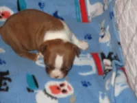 Neal, a male Boston Terrier for sale in Azle, TX – Photo 1 of 2