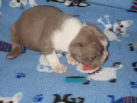 Ned, a male Boston Terrier for sale in Azle, TX – Photo 2 of 2