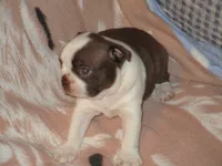 Abbie, a female Boston Terrier for sale in Azle, TX – 2 of 3