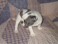 Leta, a female Boston Terrier for sale in Azle, TX – Photo 2 of 3