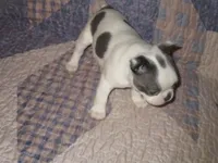 Leta, a female Boston Terrier for sale in Azle, TX – Photo 3 of 3