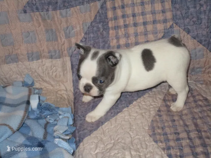 Leta, a female Boston Terrier for sale in Azle, TX – Photo 1 of 3