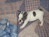 Leta, a female Boston Terrier for sale in Azle, TX – Photo 1 of 3