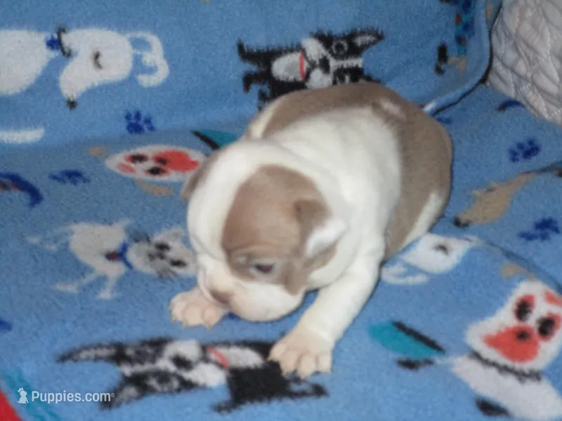 Bobbie – Boston Terrier puppy for sale in Azle, TX