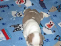 Bobbie, a female Boston Terrier for sale in Azle, TX – Photo 2 of 2