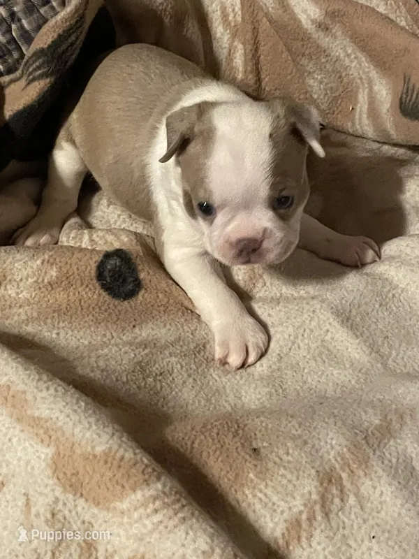 Jessie – Boston Terrier puppy for sale in Azle, TX