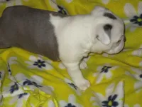 Heath, a male Boston Terrier for sale in Azle, TX – 2 of 3
