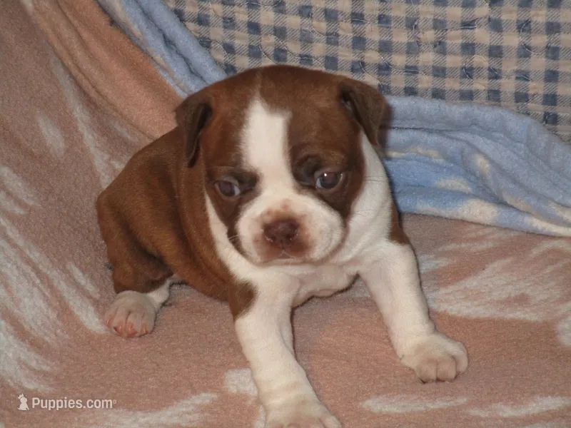 Alice – Boston Terrier puppy for sale in Azle, TX