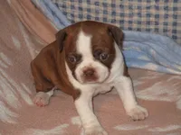 Alice, a female Boston Terrier for sale in Azle, TX – 1 of 3