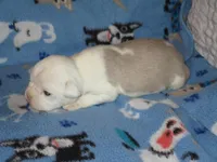 Brooke, a female Boston Terrier for sale in Azle, TX – Photo 1 of 2