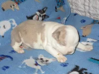 Brooke, a female Boston Terrier for sale in Azle, TX – Photo 2 of 2