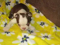 Marty, a male Boston Terrier for sale in Azle, TX – 2 of 2