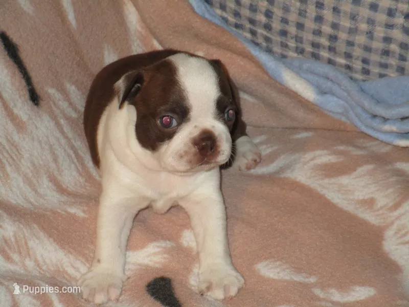 Abbie – Boston Terrier puppy for sale in Azle, TX