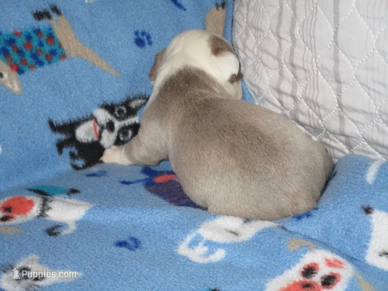 Brad – Boston Terrier puppy for sale in Azle, TX