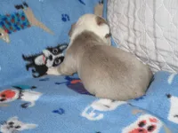 Brad, a male Boston Terrier for sale in Azle, TX – Photo 1 of 2