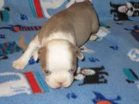 Brad, a male Boston Terrier for sale in Azle, TX – Photo 2 of 2