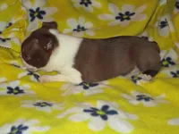 Manny, a male Boston Terrier for sale in Azle, TX – 2 of 3