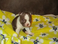 Manny, a male Boston Terrier for sale in Azle, TX – 3 of 3
