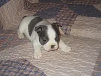 Luna, a female Boston Terrier for sale in Azle, TX – Photo 1 of 3