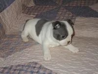 Luna, a female Boston Terrier for sale in Azle, TX – Photo 2 of 3