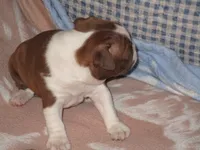 Alice, a female Boston Terrier for sale in Azle, TX – 2 of 3