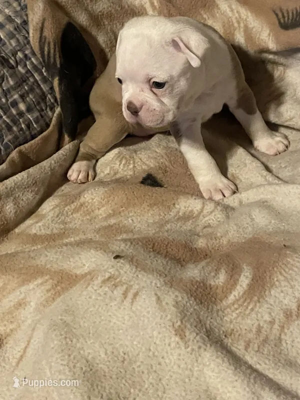 jackie – Boston Terrier puppy for sale in Azle, TX