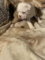 jackie, a female Boston Terrier for sale in Azle, TX – 1 of 2