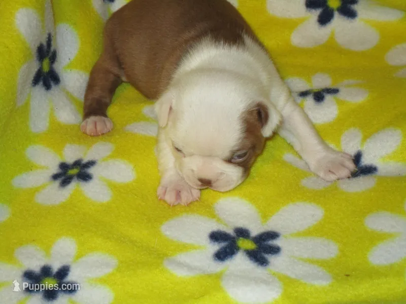 Rebel – Boston Terrier puppy for sale in Azle, TX