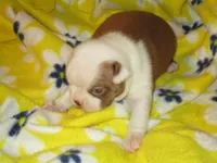 Rebel, a male Boston Terrier for sale in Azle, TX – Photo 2 of 2