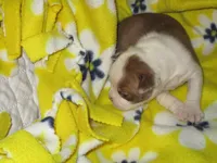 Reese, a female Boston Terrier for sale in Azle, TX – Photo 3 of 3