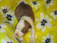 Reese, a female Boston Terrier for sale in Azle, TX – Photo 1 of 3