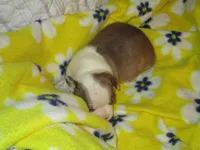 Reese, a female Boston Terrier for sale in Azle, TX – Photo 2 of 3