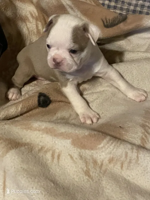 Joan – Boston Terrier puppy for sale in Azle, TX