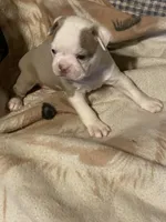 Joan, a female Boston Terrier for sale in Azle, TX – 1 of 2