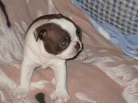 Abbie, a female Boston Terrier for sale in Azle, TX – 3 of 3