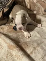 Jessie, a female Boston Terrier for sale in Azle, TX – 2 of 2