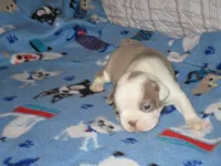 Bunny, a female Boston Terrier for sale in Azle, TX – Photo 3 of 3