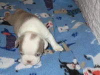 Bunny, a female Boston Terrier for sale in Azle, TX – Photo 1 of 3
