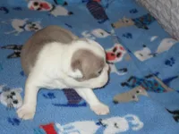 Bunny, a female Boston Terrier for sale in Azle, TX – Photo 2 of 3