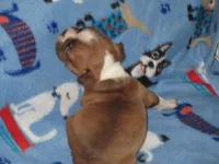 Nox, a male Boston Terrier for sale in Azle, TX – Photo 2 of 2