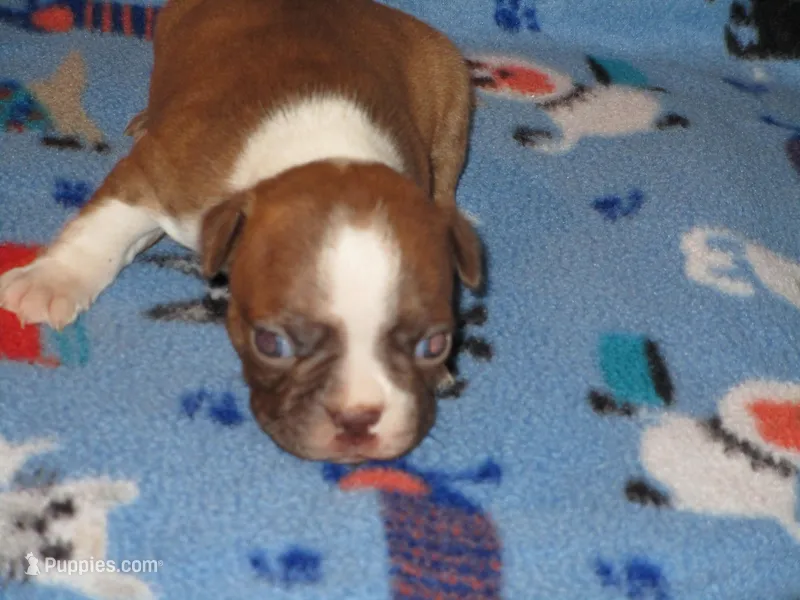 Nox – Boston Terrier puppy for sale in Azle, TX