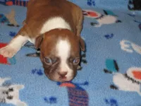Nox, a male Boston Terrier for sale in Azle, TX – Photo 1 of 2