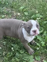 Mooski, a female American Bully for sale in Hendersonville, TN – 7 of 10