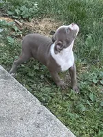 Mooski, a female American Bully for sale in Hendersonville, TN – 3 of 10