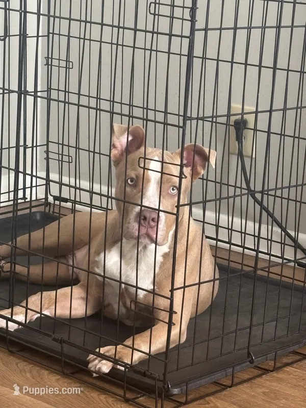 Cash  – American Pit Bull Terrier puppy for sale in Hendersonville, TN