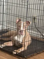 Cash , a male American Pit Bull Terrier for sale in Hendersonville, TN – 1 of 3