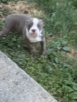 Mooski, a female American Bully for sale in Hendersonville, TN – 8 of 10