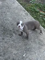 Mooski, a female American Bully for sale in Hendersonville, TN – 9 of 10